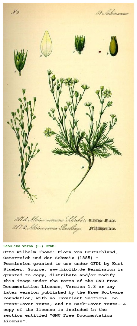 Sabulina verna (L.) Rchb.